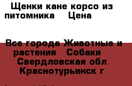 Щенки кане корсо из  питомника! › Цена ­ 65 000 - Все города Животные и растения » Собаки   . Свердловская обл.,Краснотурьинск г.